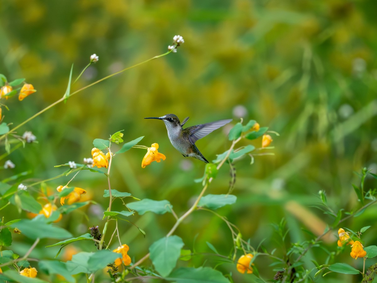 Colibri à gorge rubis - ML642196991