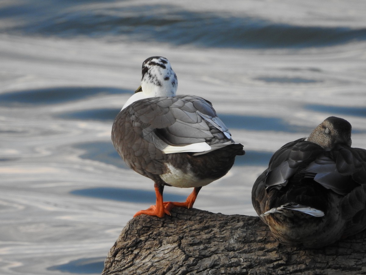 Muscovy Duck (Domestic type) - ML642197005