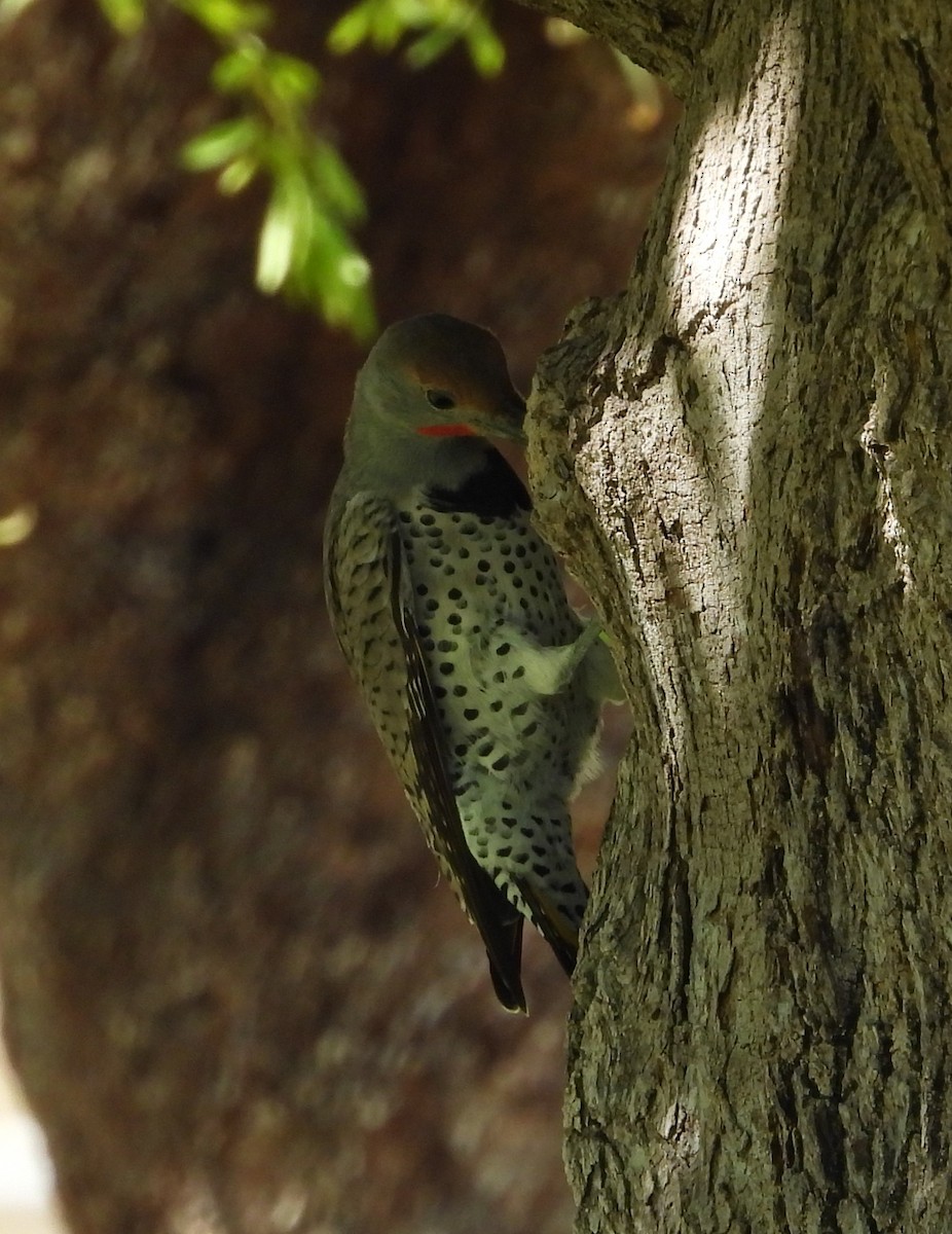 Gilded Flicker - ML642197010