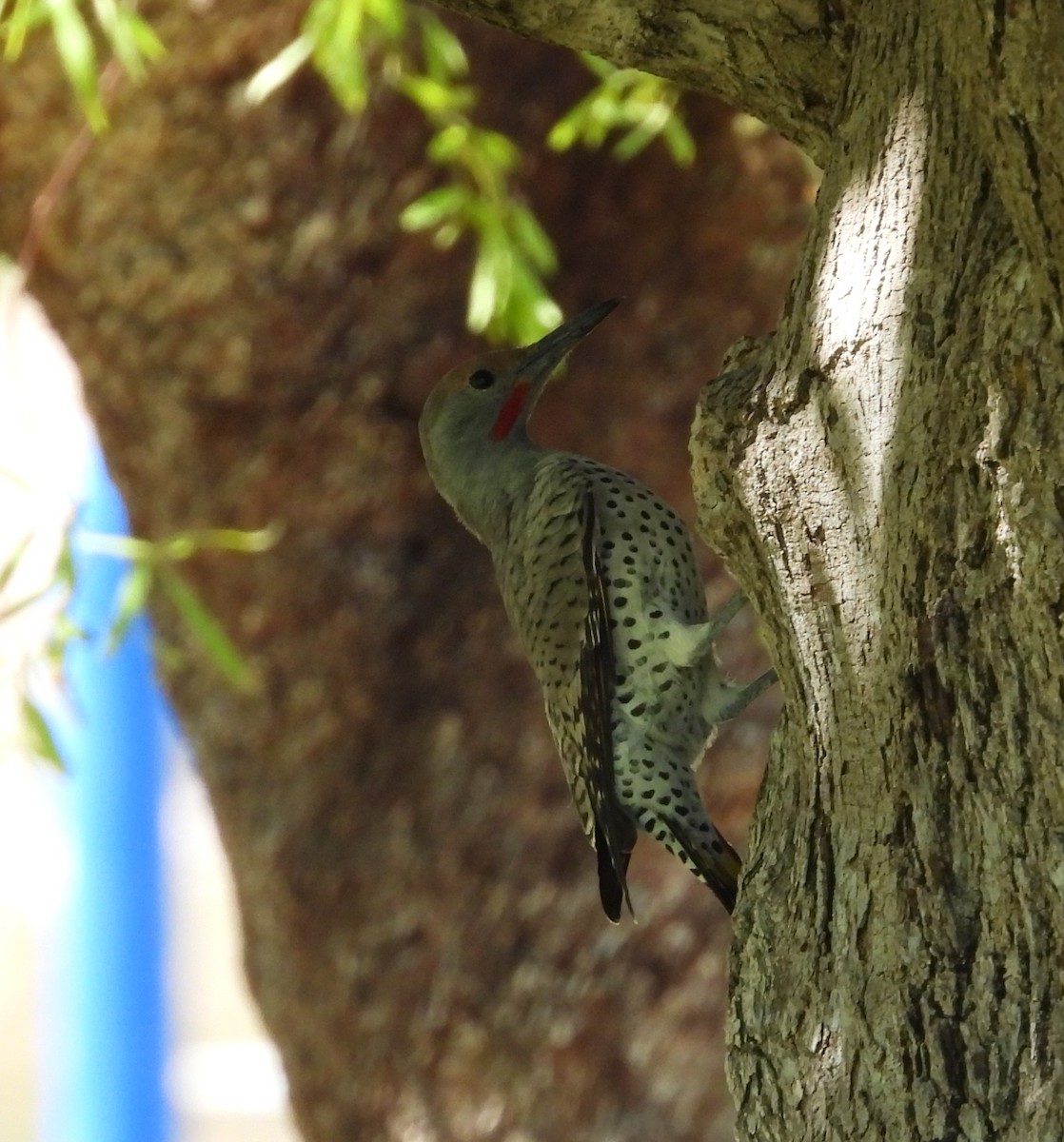 Gilded Flicker - ML642197021