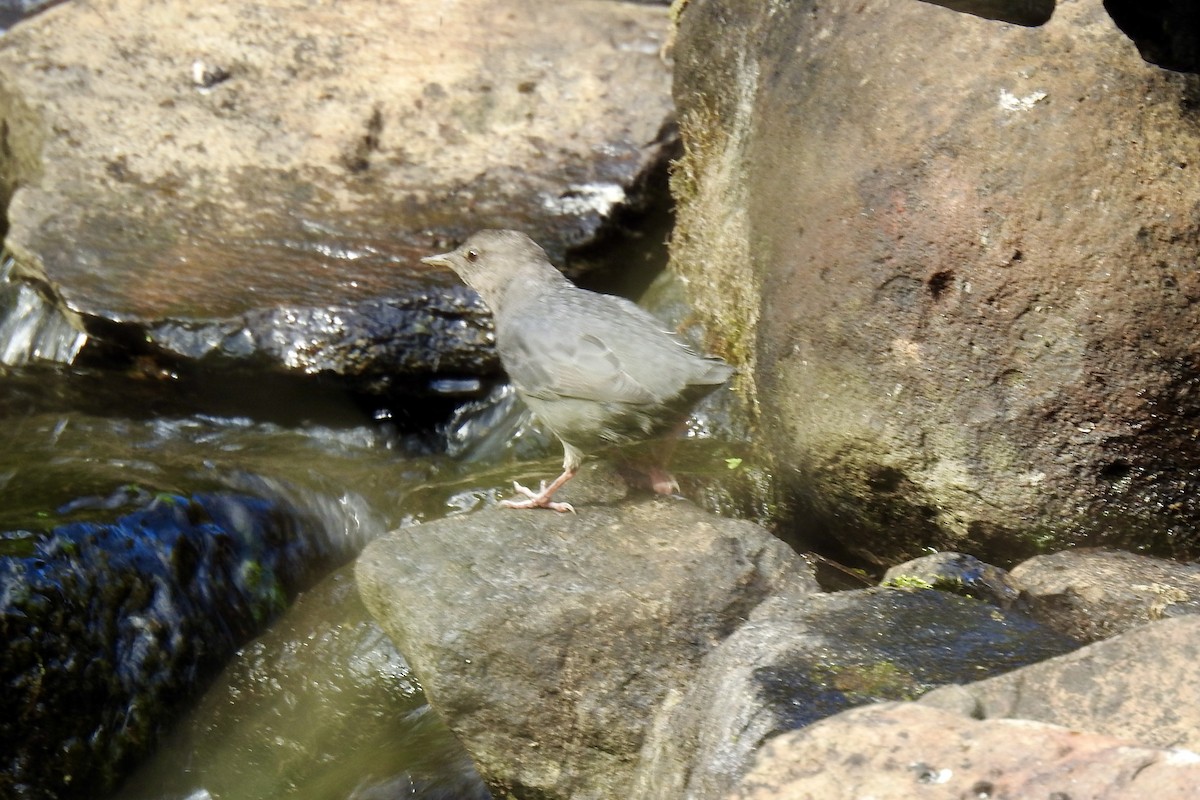 American Dipper - ML642197028
