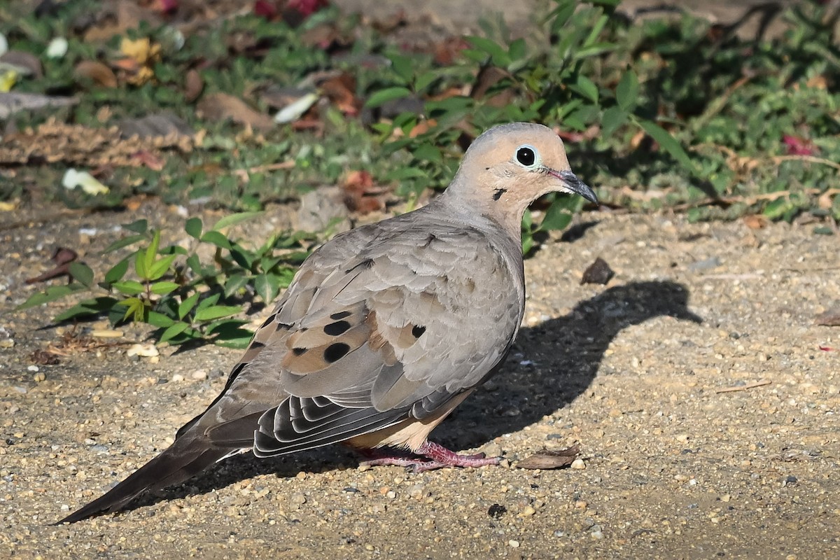 Mourning Dove - ML642197035