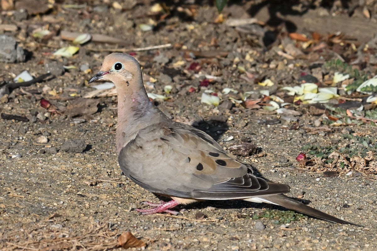 Mourning Dove - ML642197036