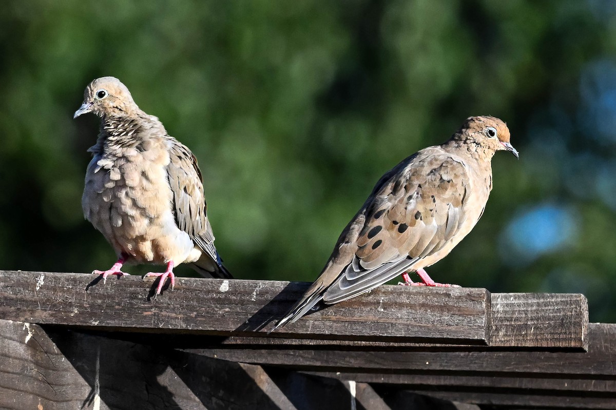 Mourning Dove - ML642197039