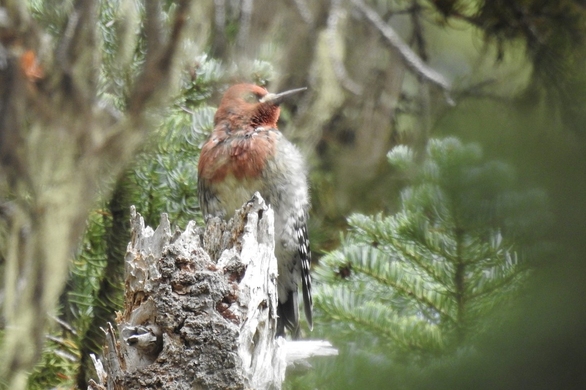 Red-breasted Sapsucker - ML642197046