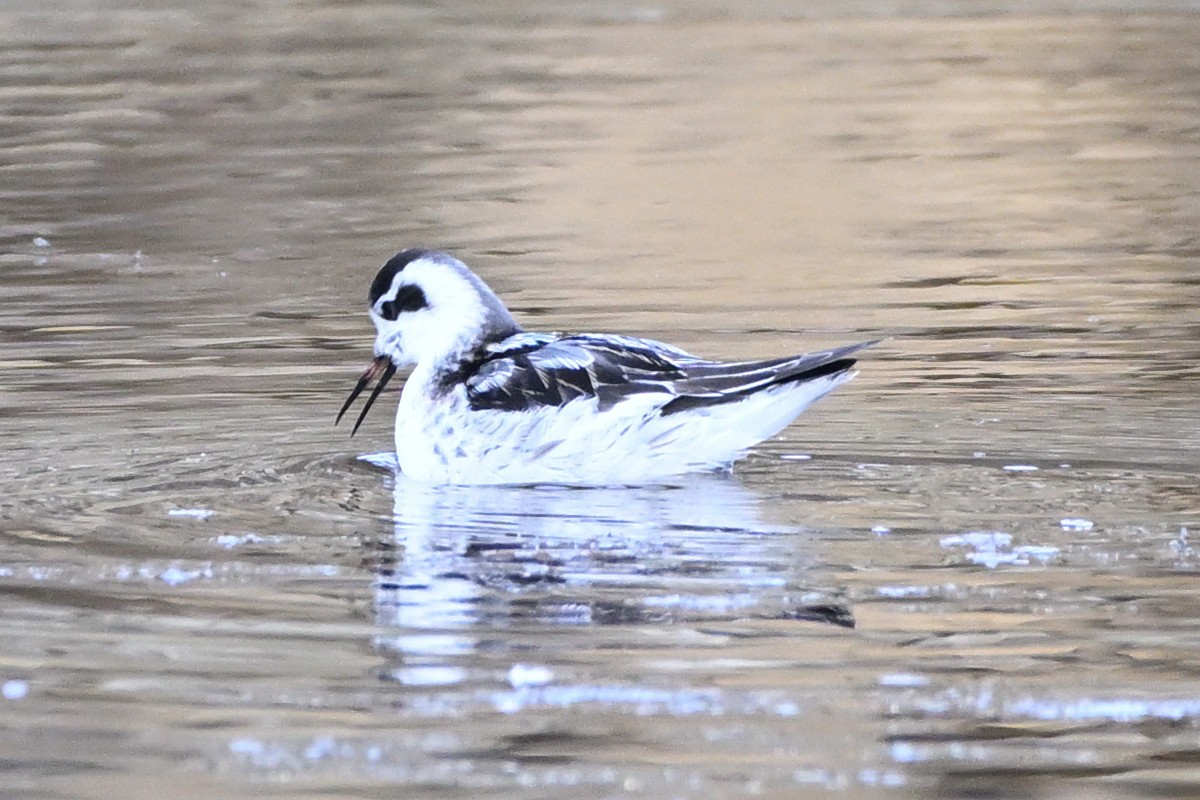 polarsvømmesnipe - ML642197050