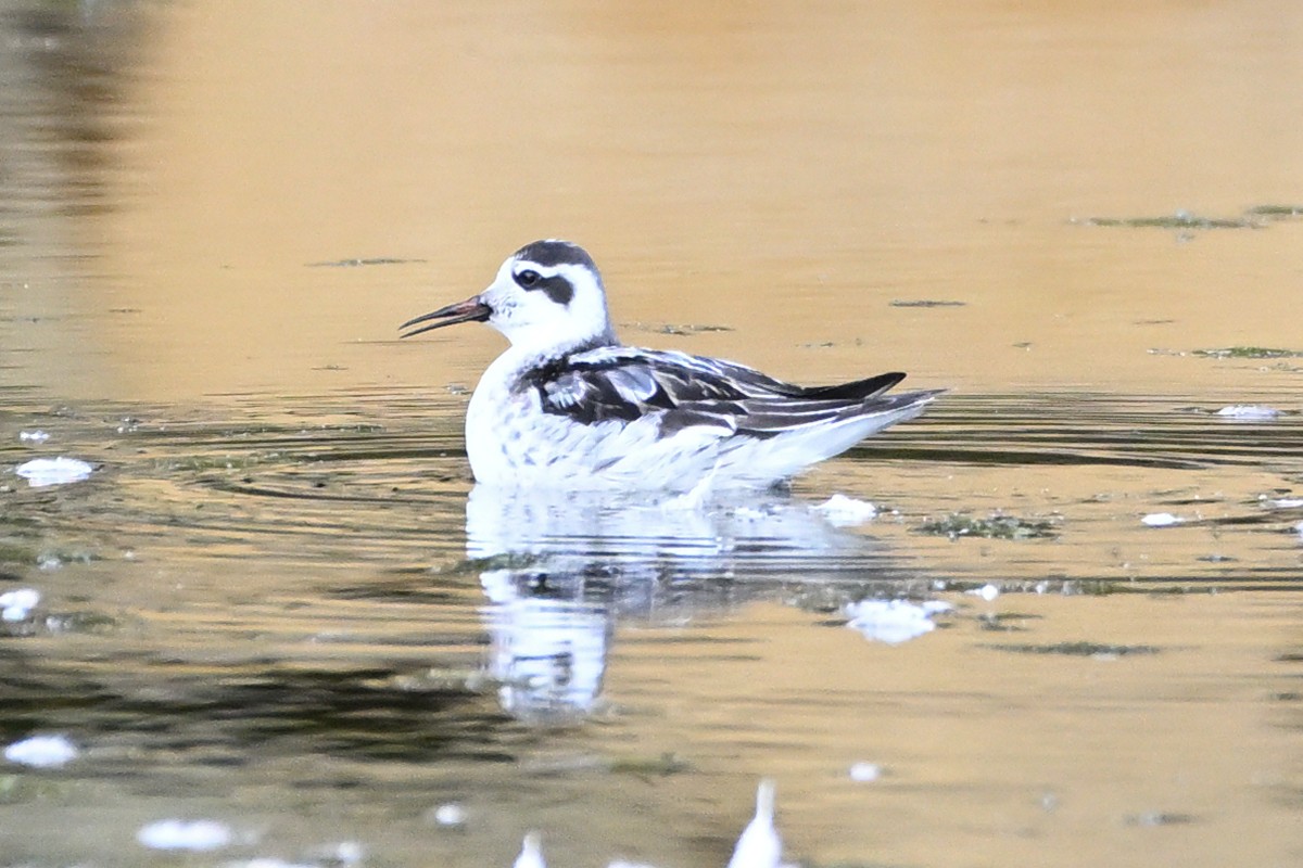 polarsvømmesnipe - ML642197051