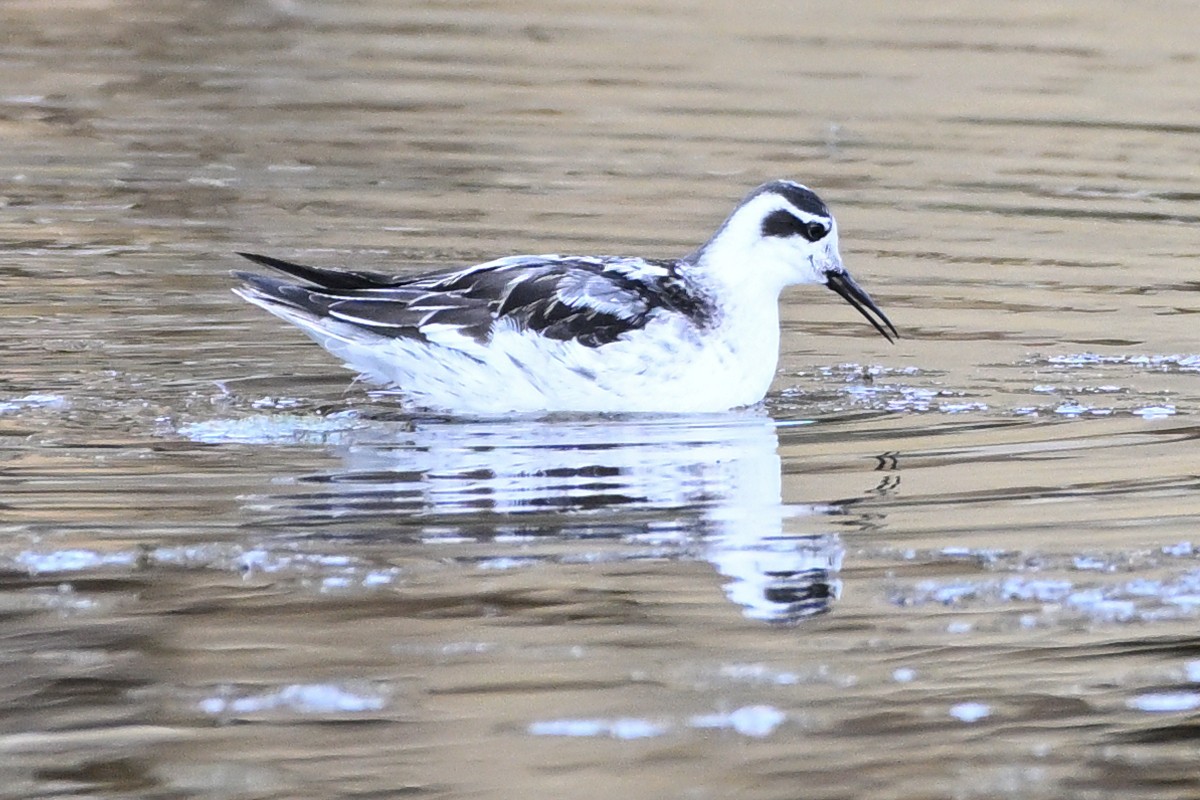 polarsvømmesnipe - ML642197054