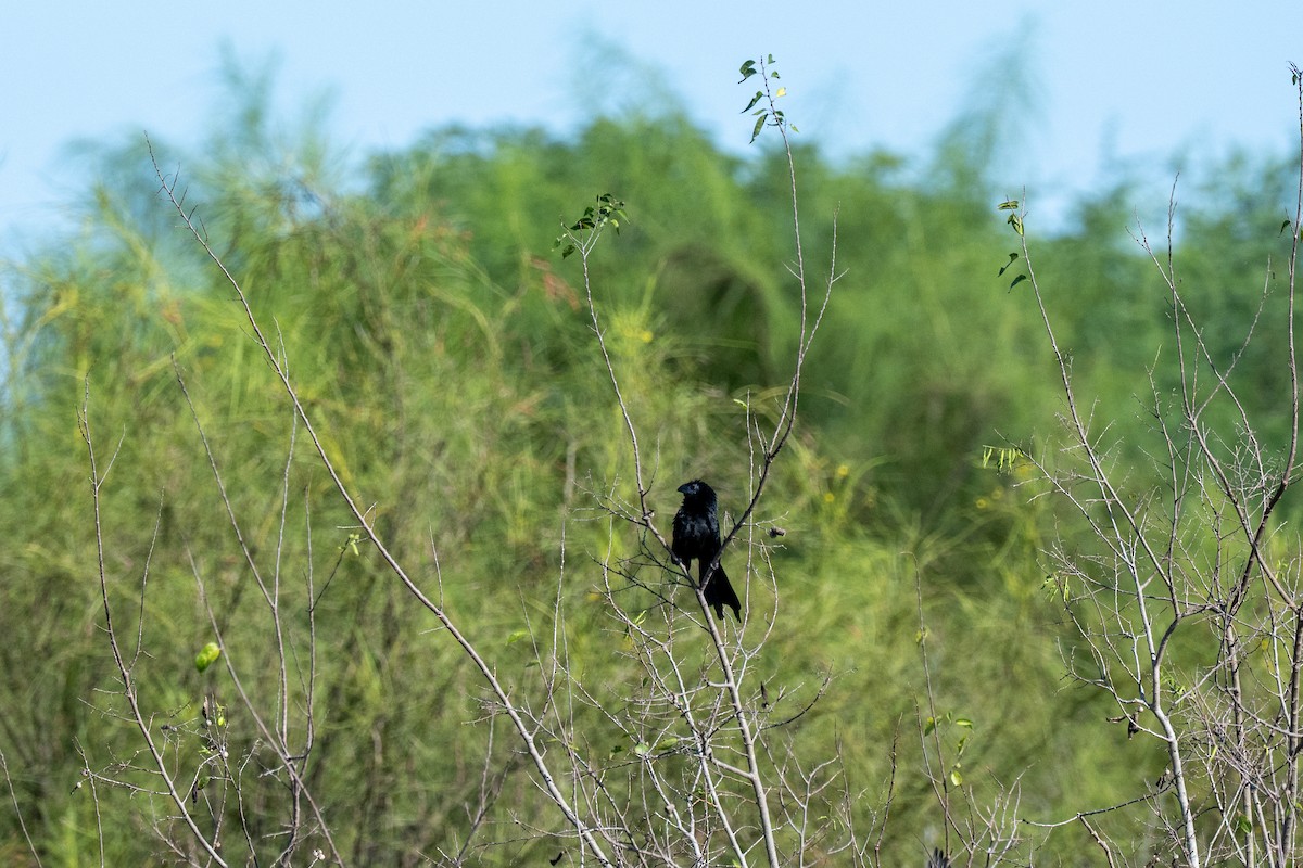 Groove-billed Ani - ML642197067