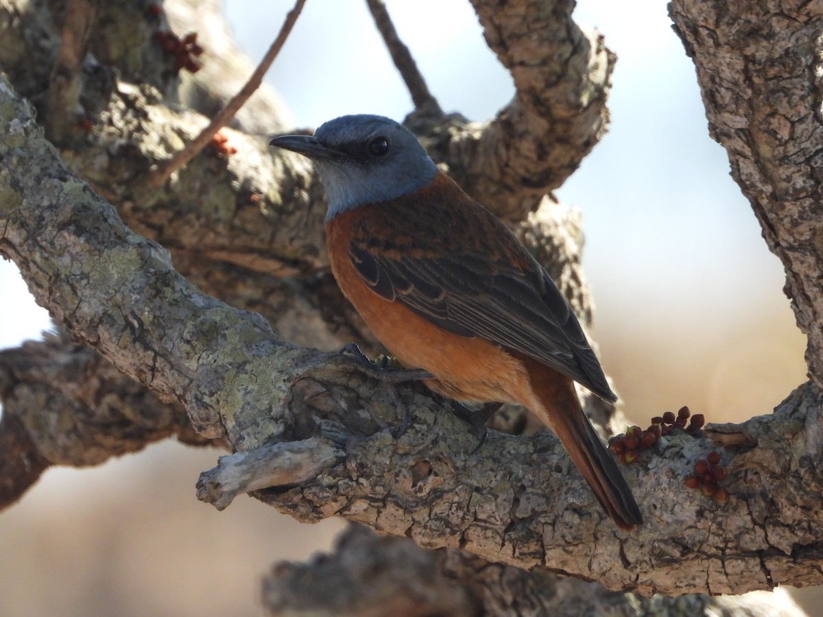 Cape Rock-Thrush - ML642197114