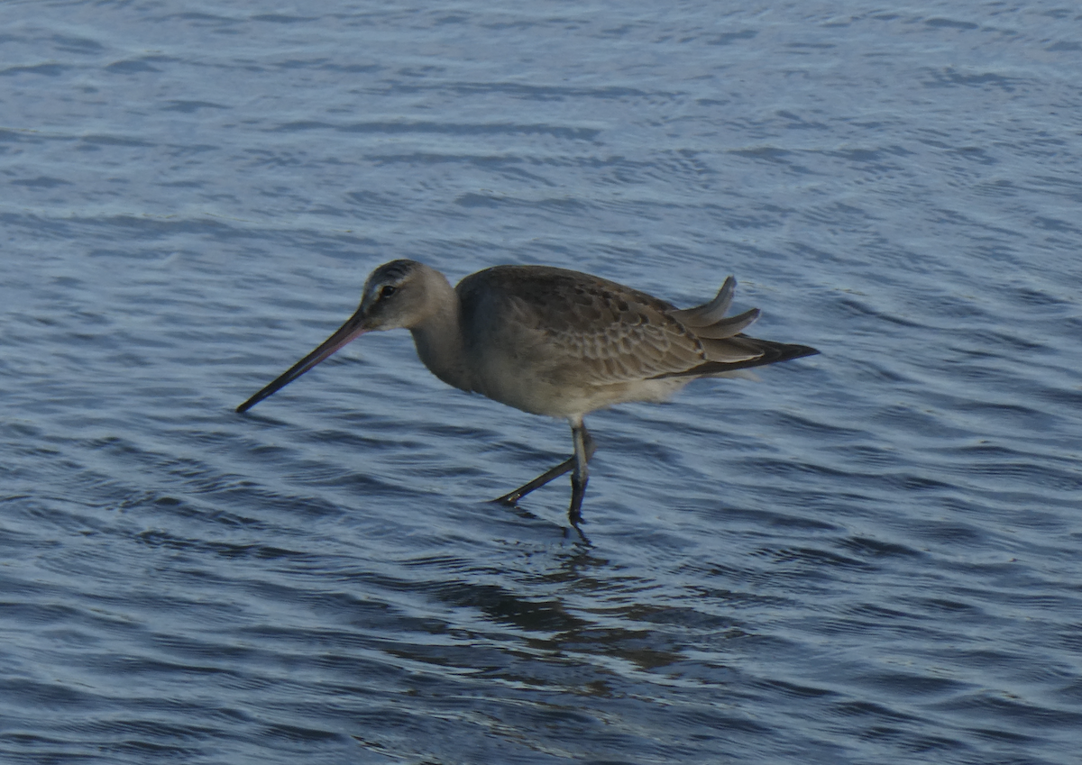 Hudsonian Godwit - ML642197122