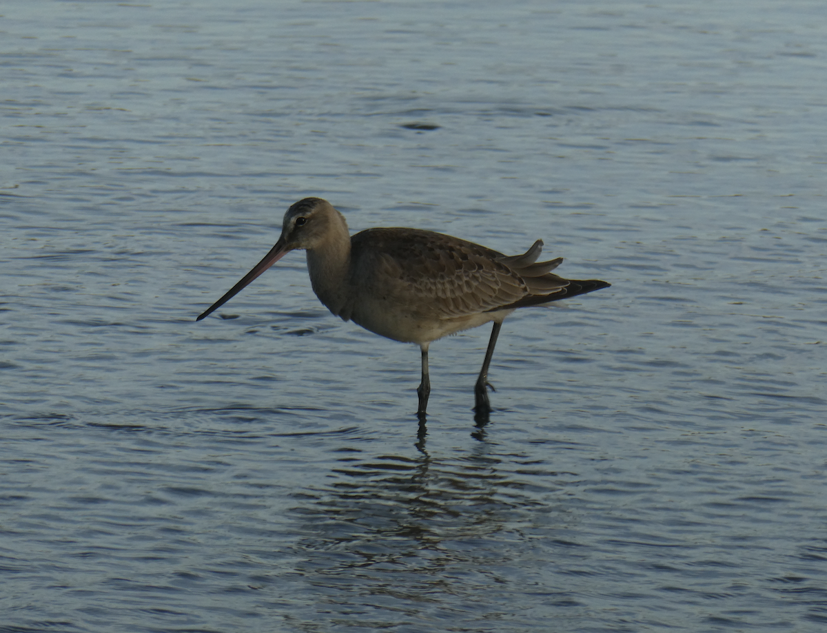Hudsonian Godwit - ML642197123
