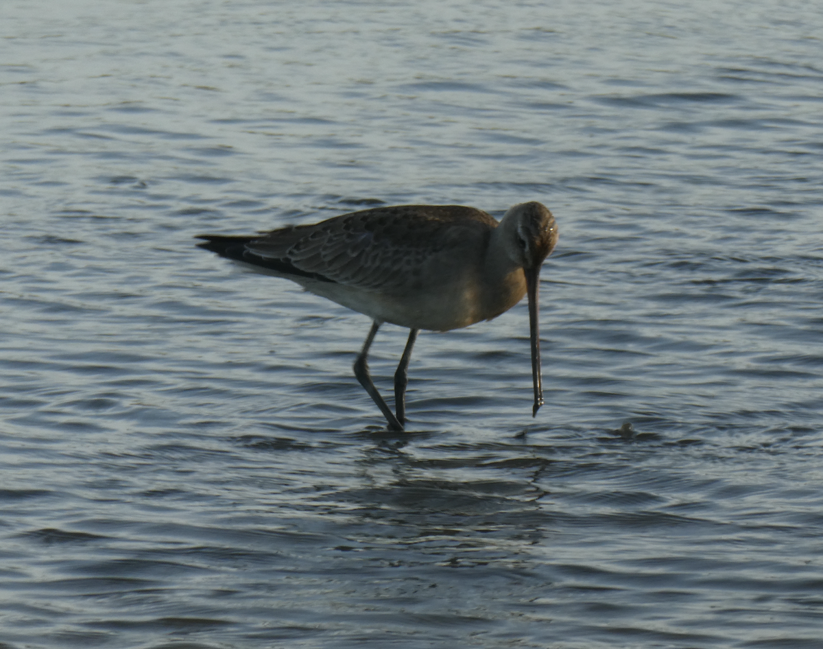 Hudsonian Godwit - ML642197125