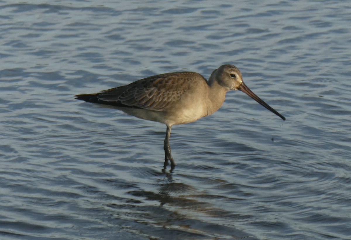 Hudsonian Godwit - ML642197126