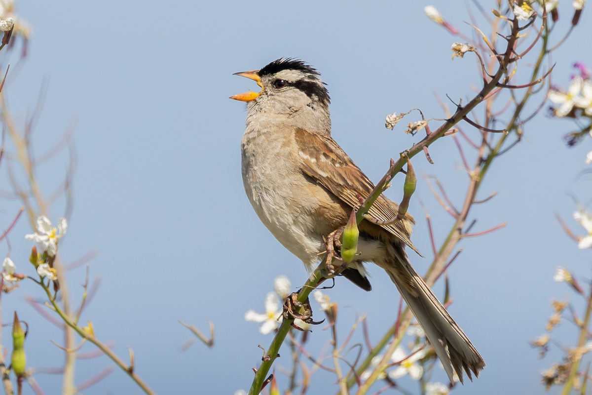 White-crowned Sparrow - ML642197212