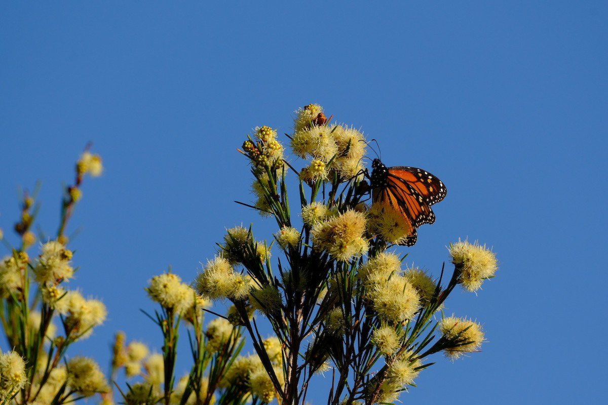 Monarch - ML642197254