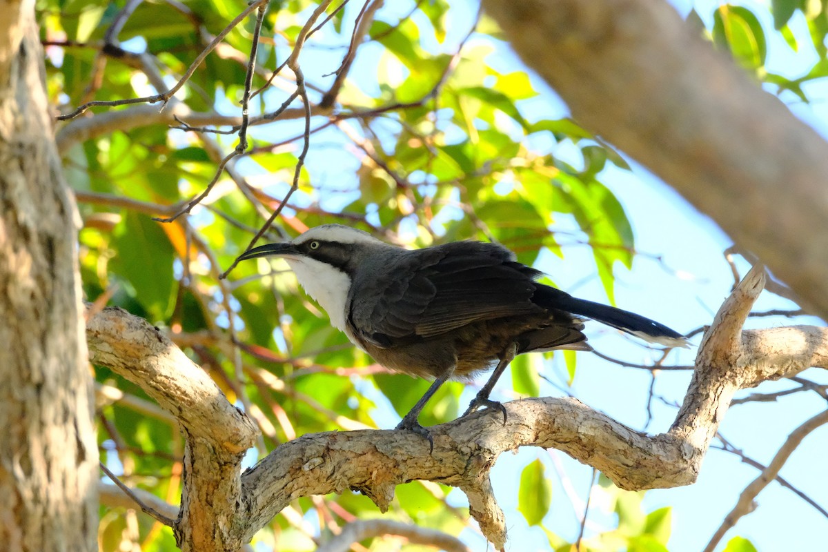 Gray-crowned Babbler - ML642197258