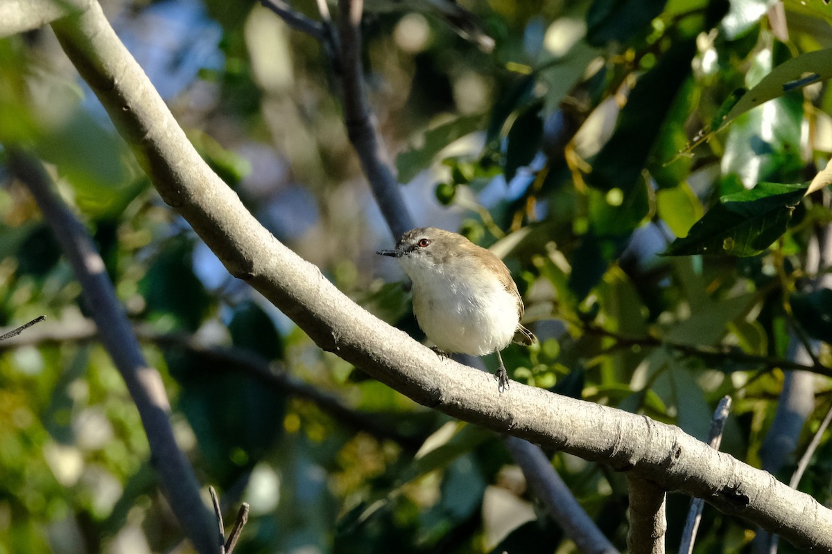 Mangrove Gerygone - ML642197261