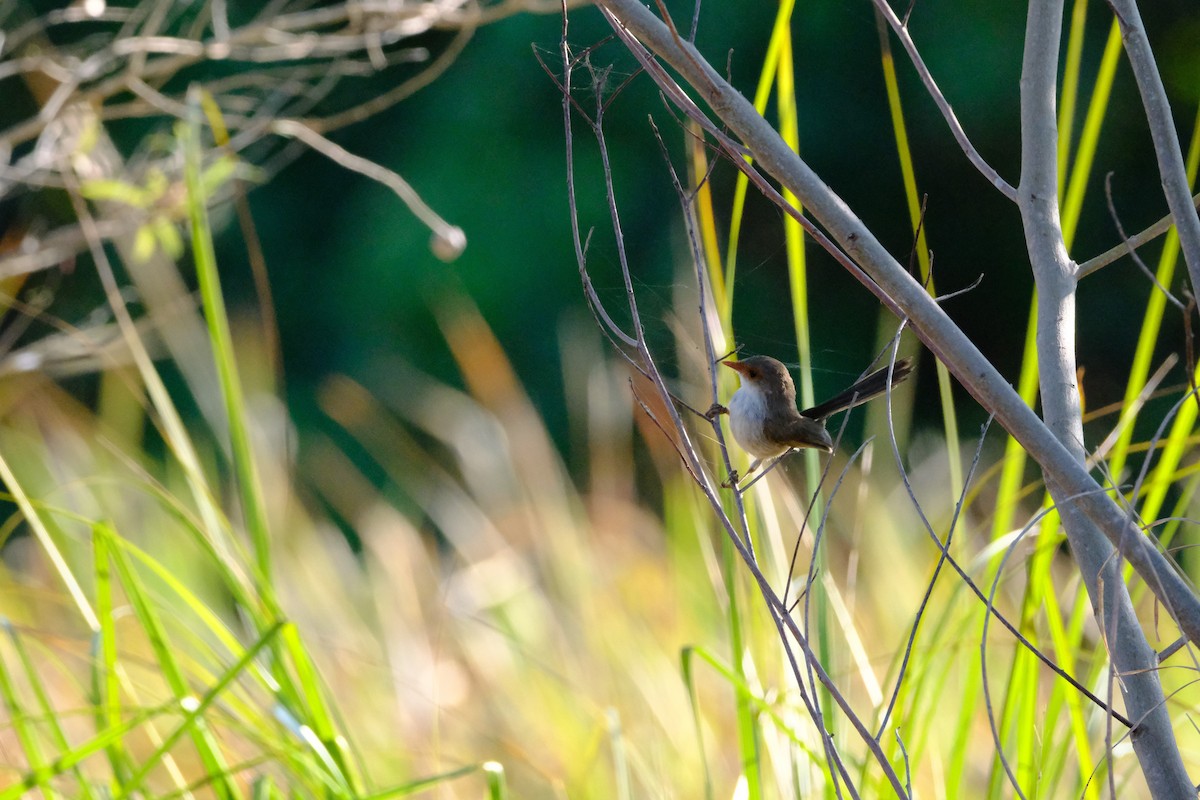 Superb Fairywren - ML642197263