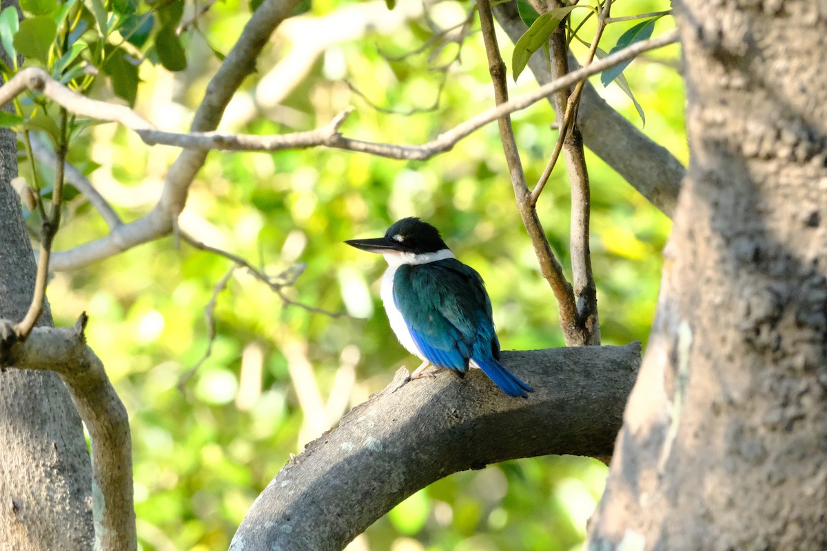 Torresian Kingfisher - ML642197275