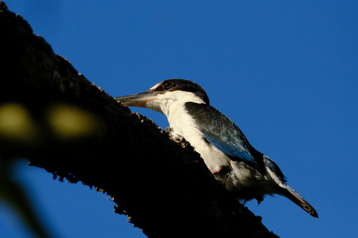 Torresian Kingfisher - ML642197276