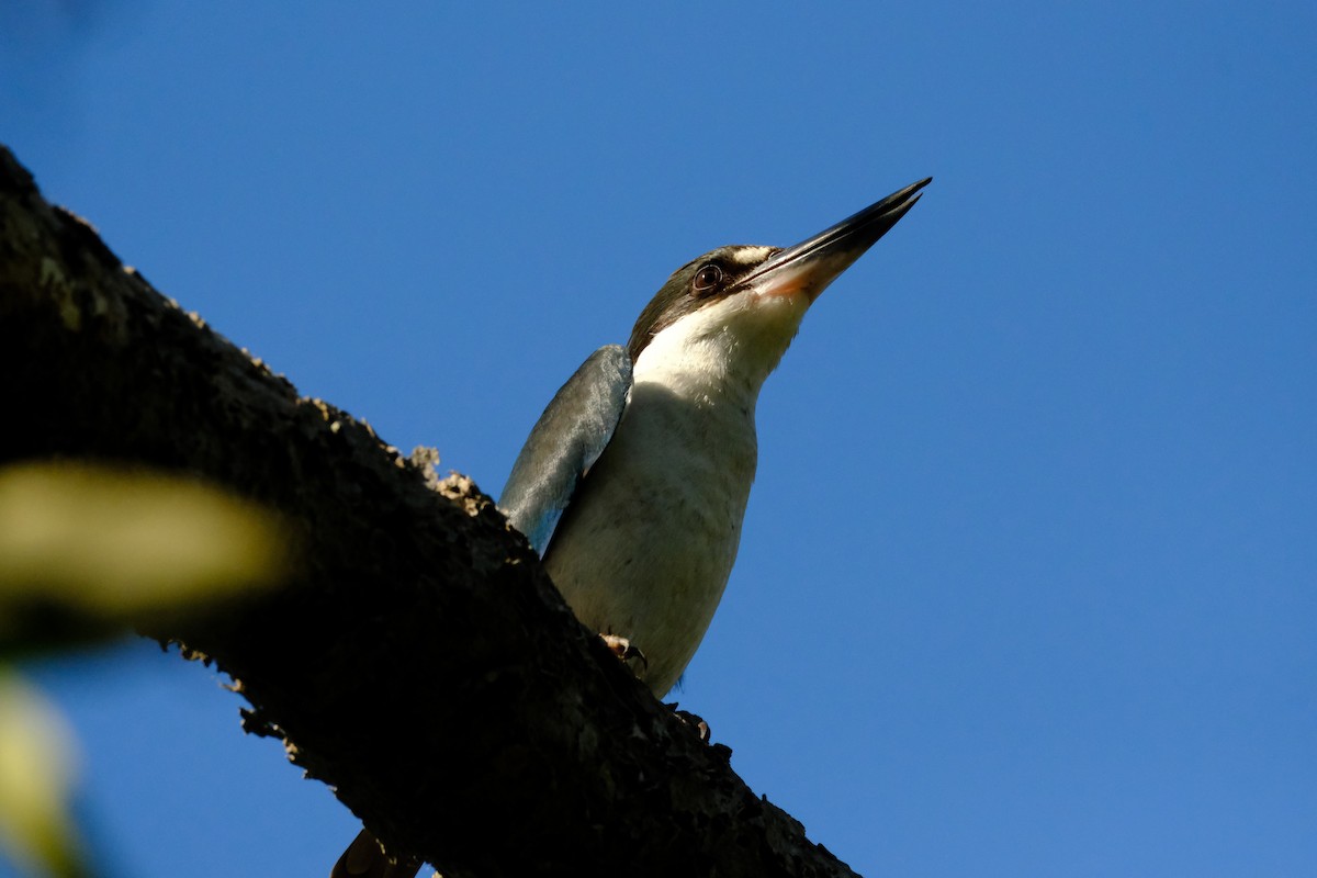 Torresian Kingfisher - ML642197277