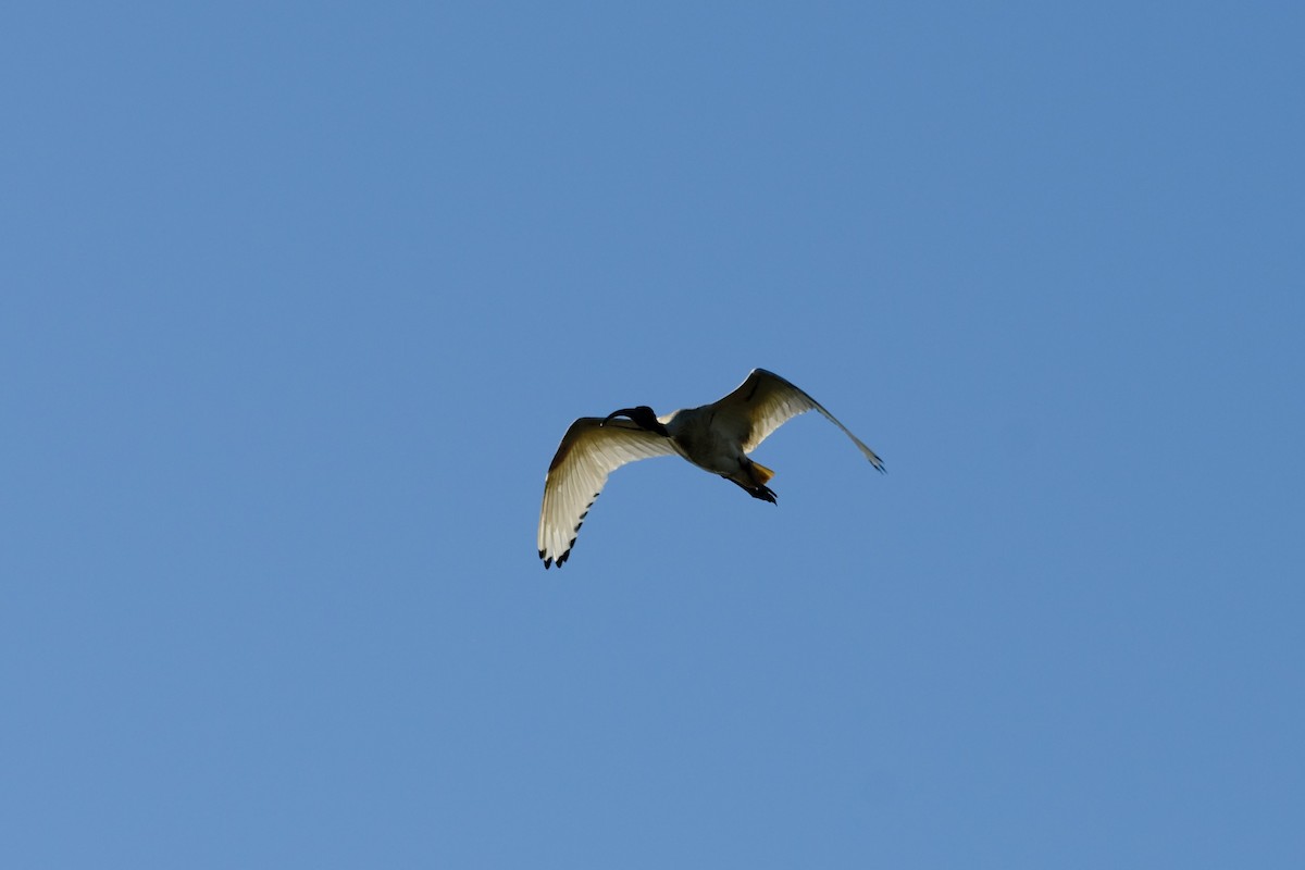 Australian Ibis - ML642197290
