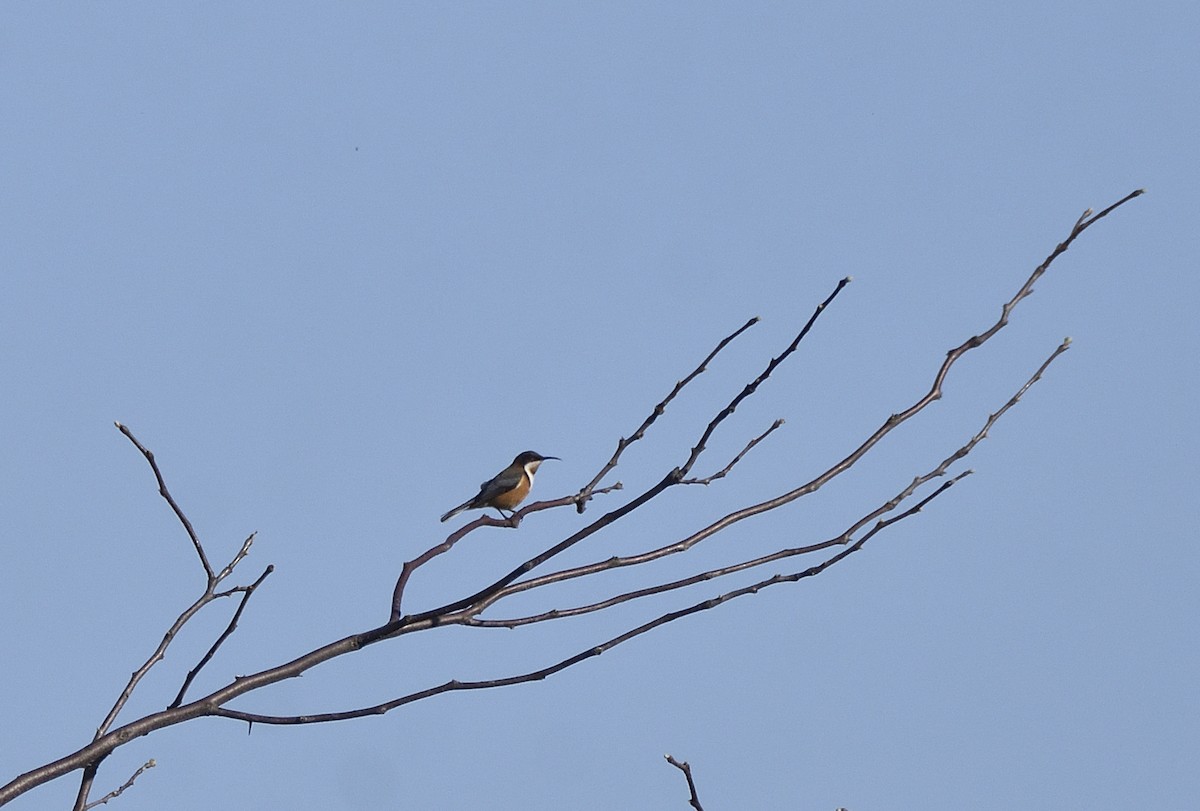Eastern Spinebill - ML642197331