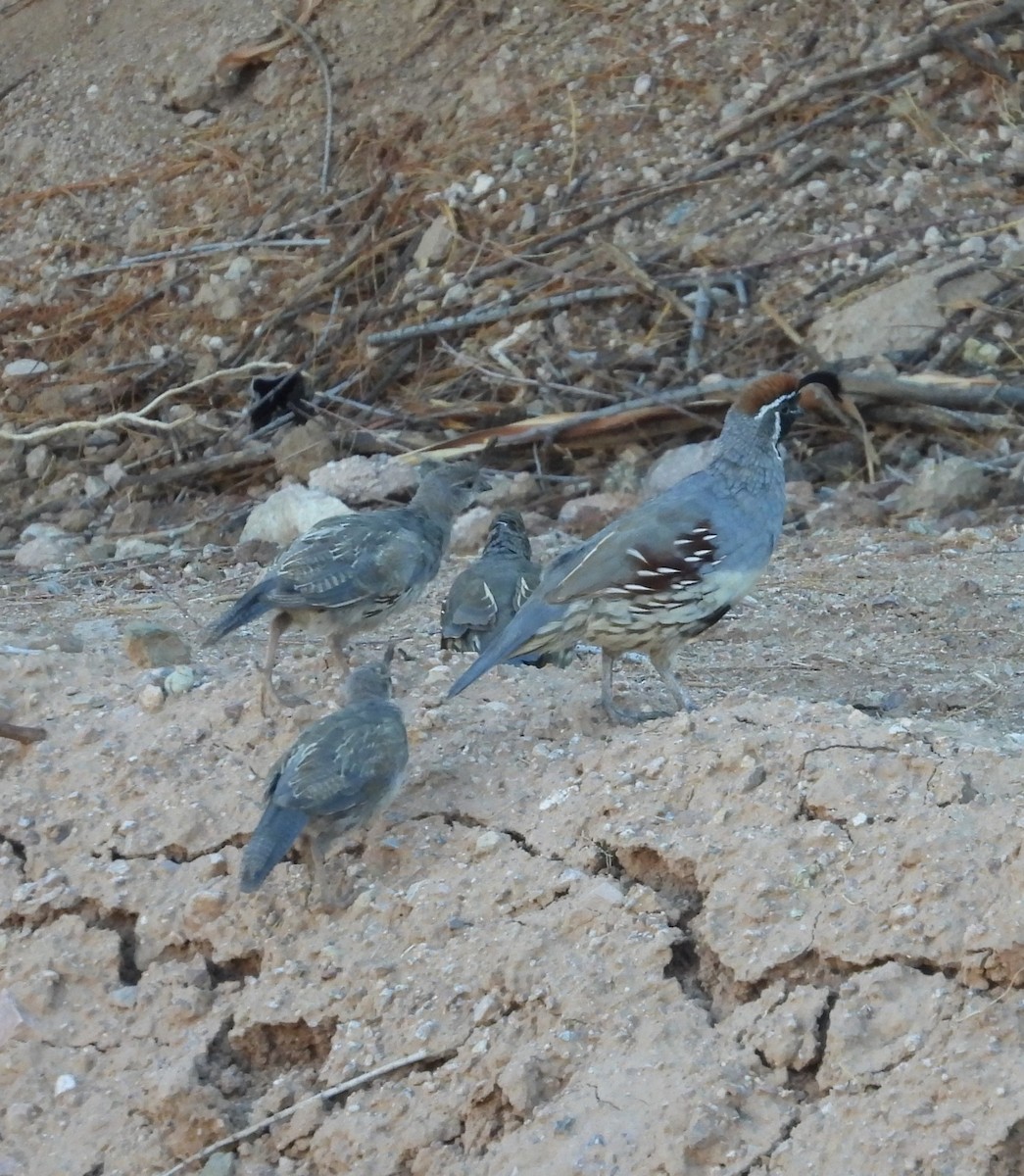 Gambel's Quail - ML642197344