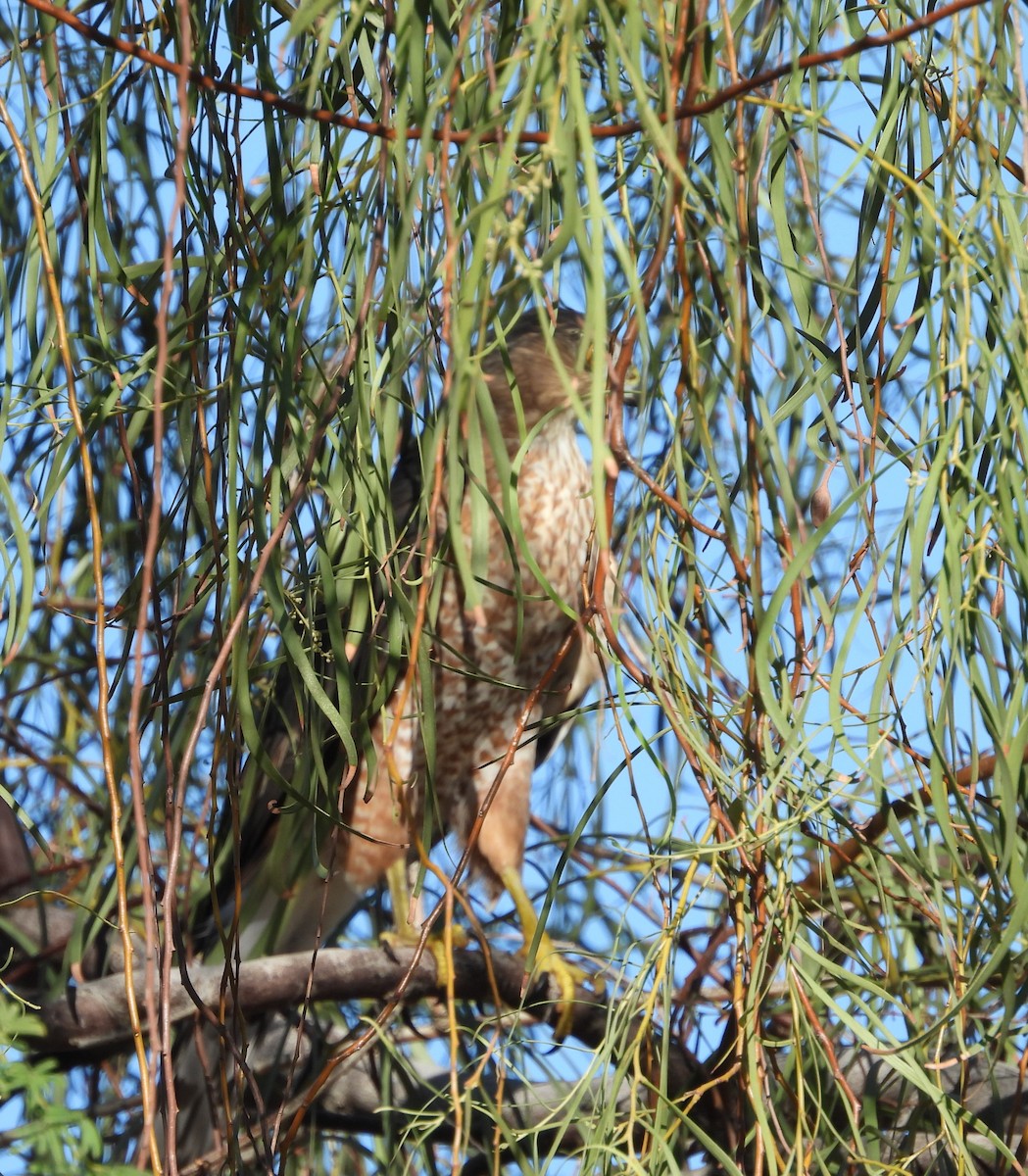 hawk sp. - ML642197413