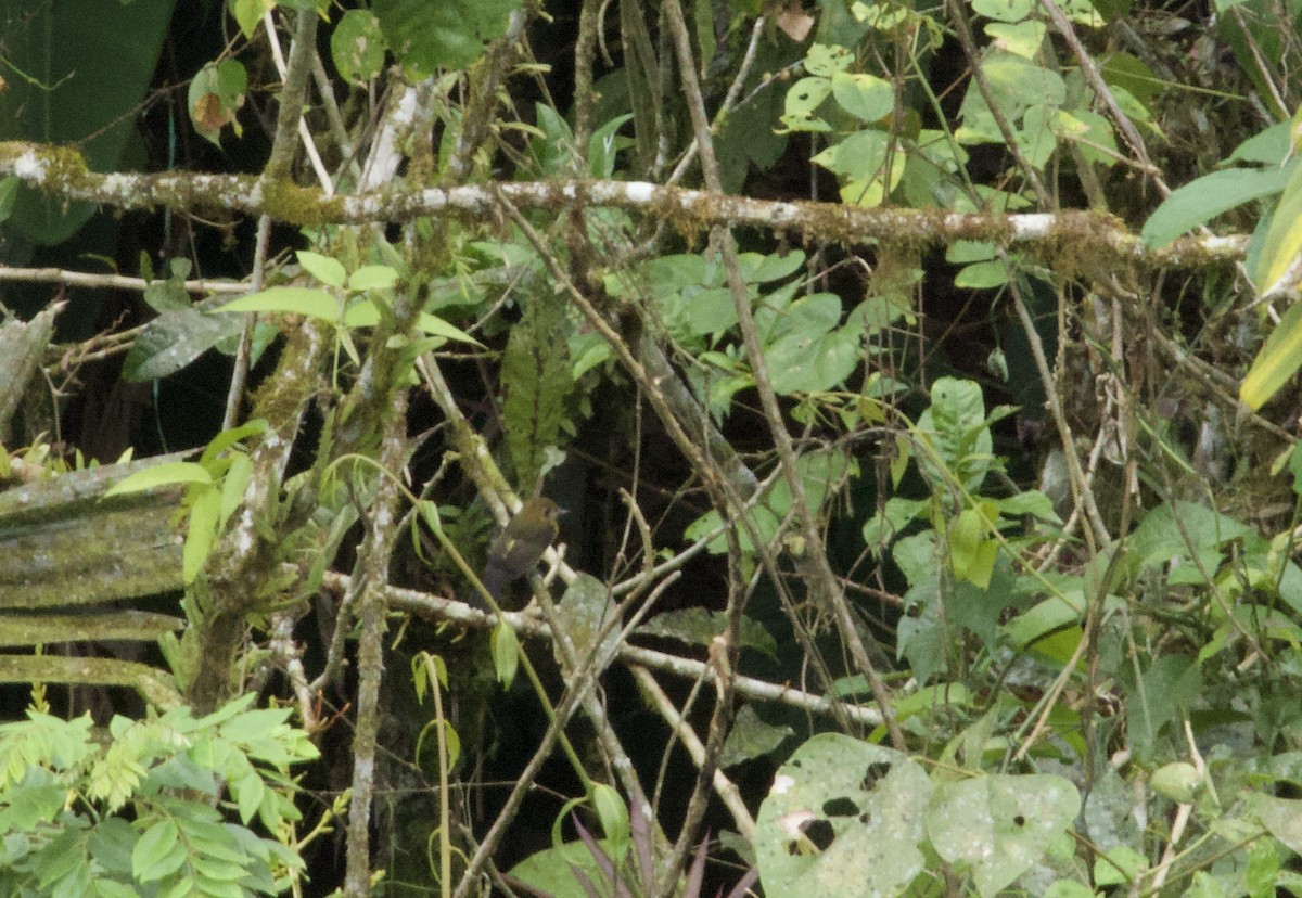 Sulphur-rumped Flycatcher - ML642197415