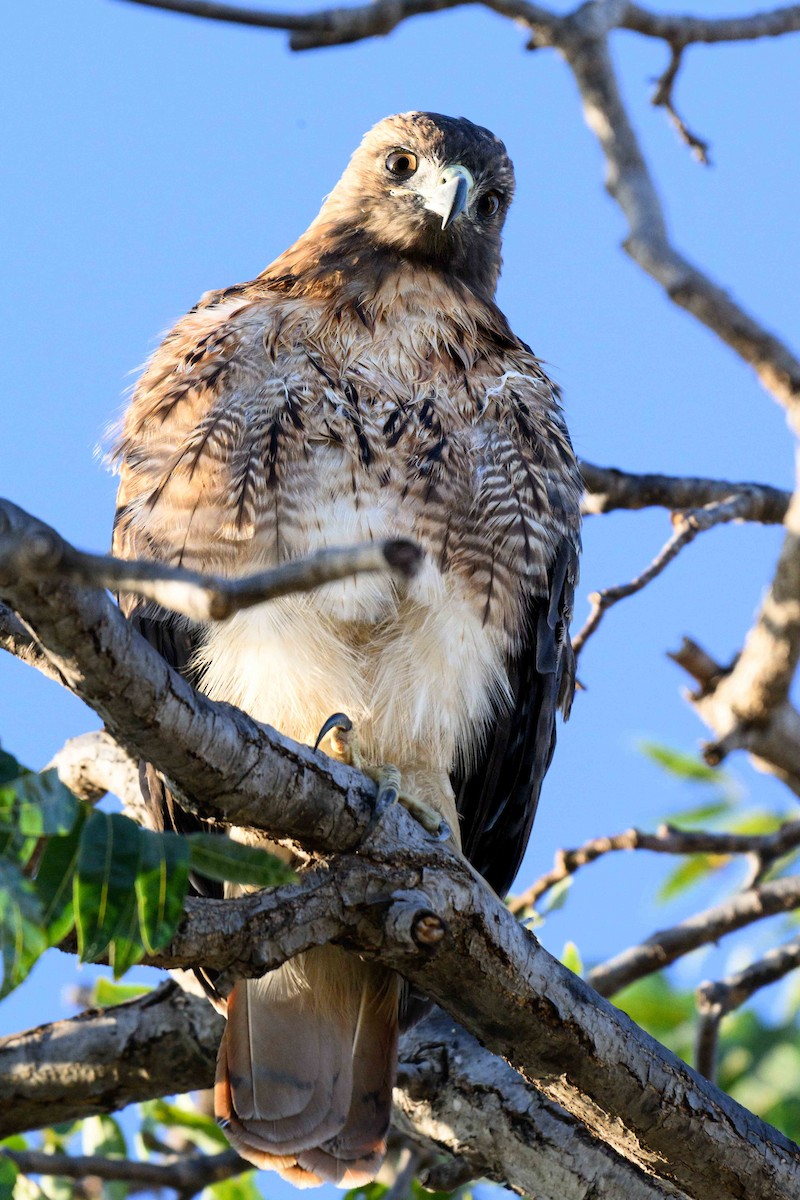 Rotschwanzbussard - ML642197416