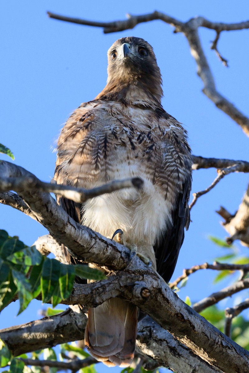 Rotschwanzbussard - ML642197417