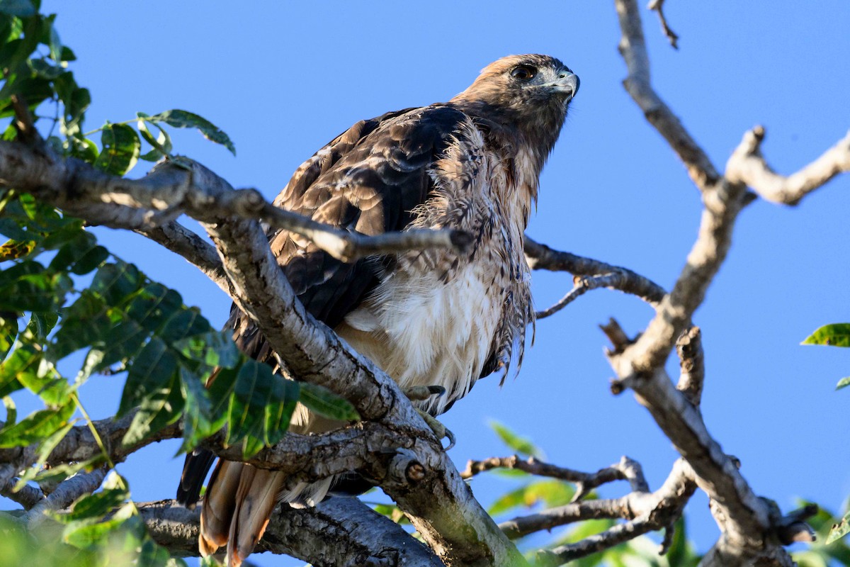 Rotschwanzbussard - ML642197418