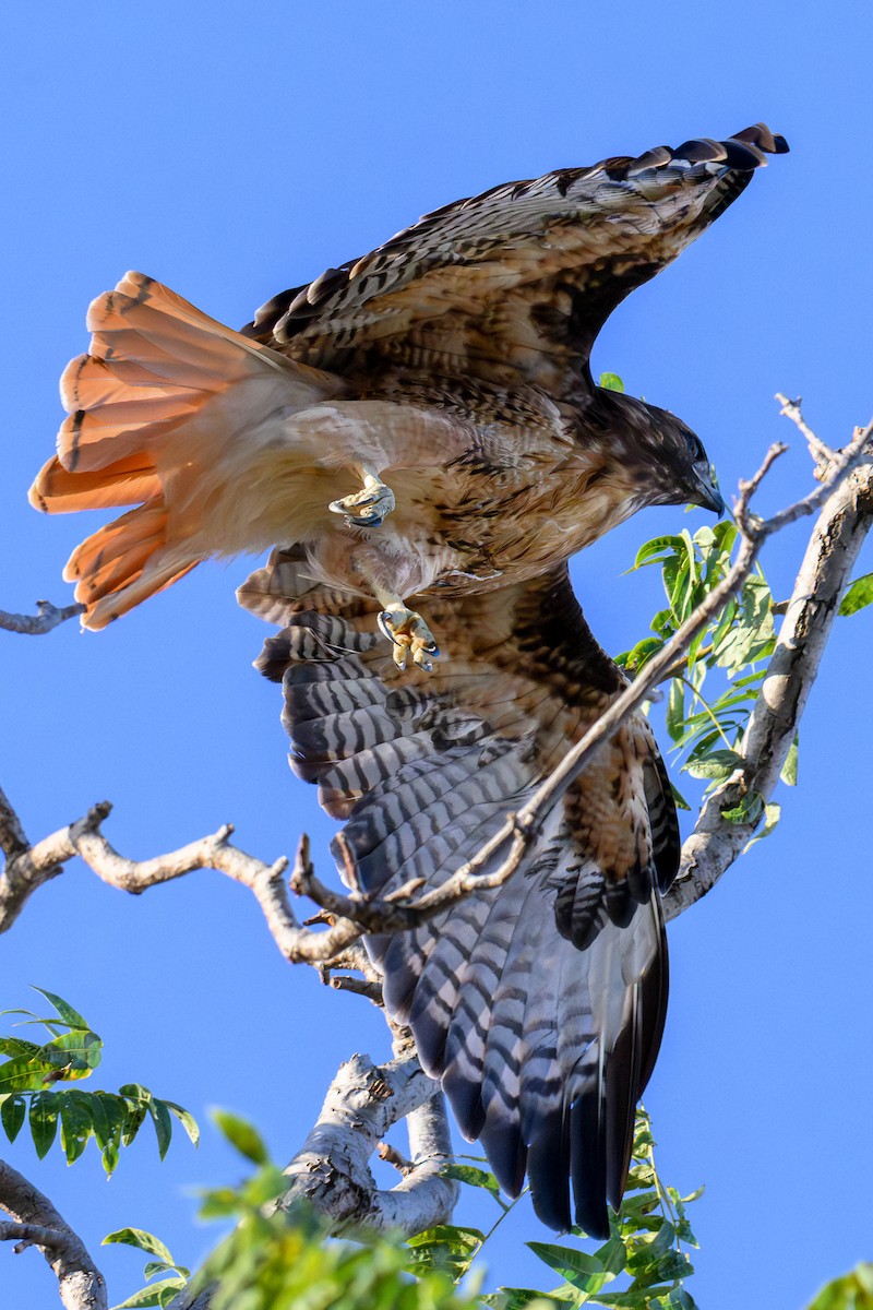 Rotschwanzbussard - ML642197419