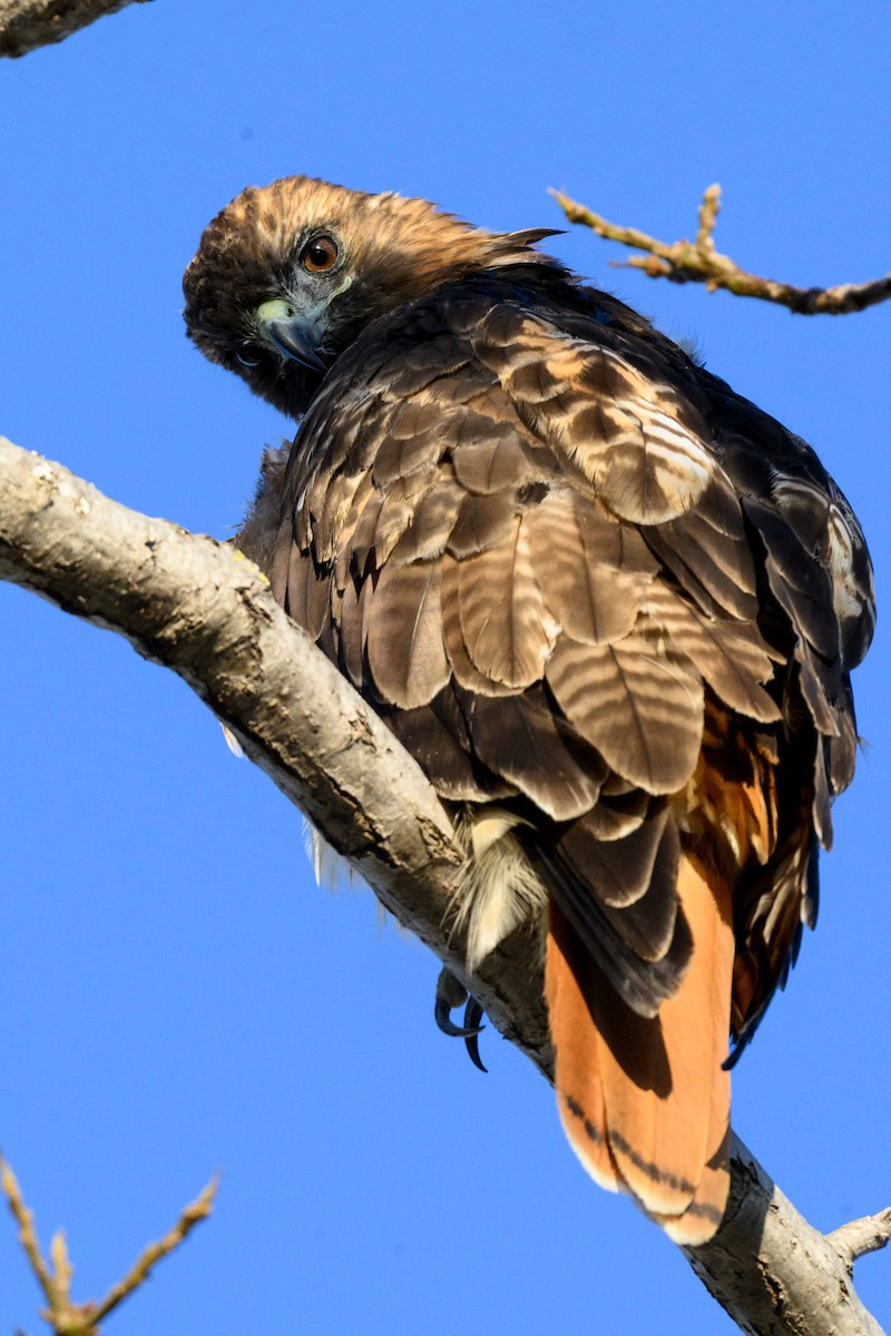 Rotschwanzbussard - ML642197420