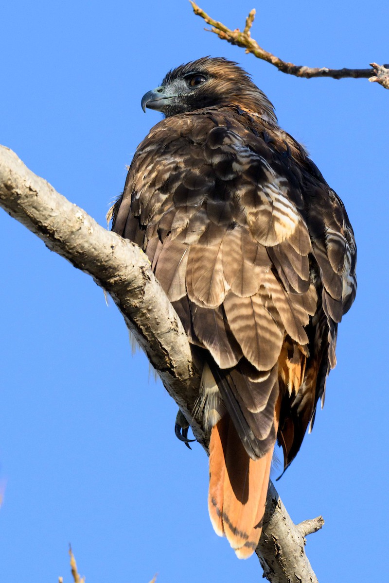 Rotschwanzbussard - ML642197421