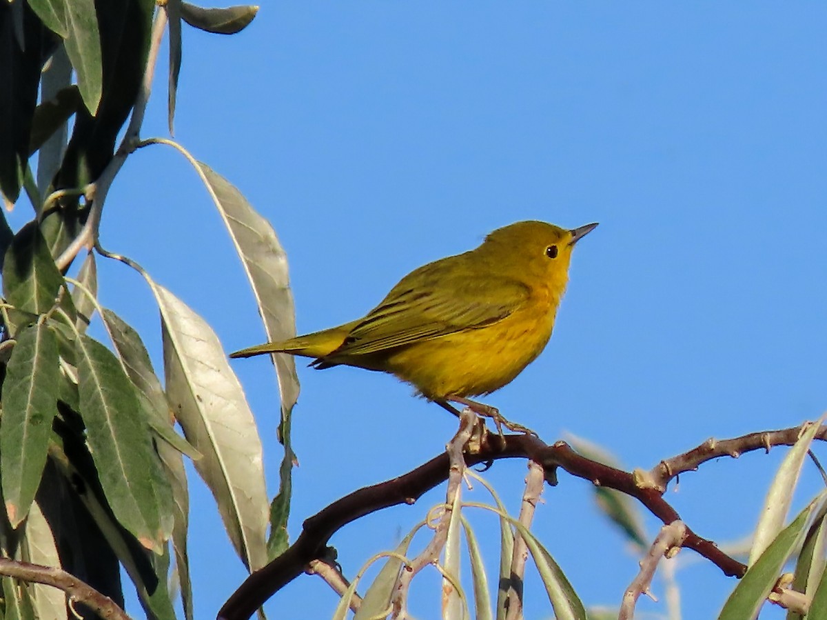 Yellow Warbler - ML642197429
