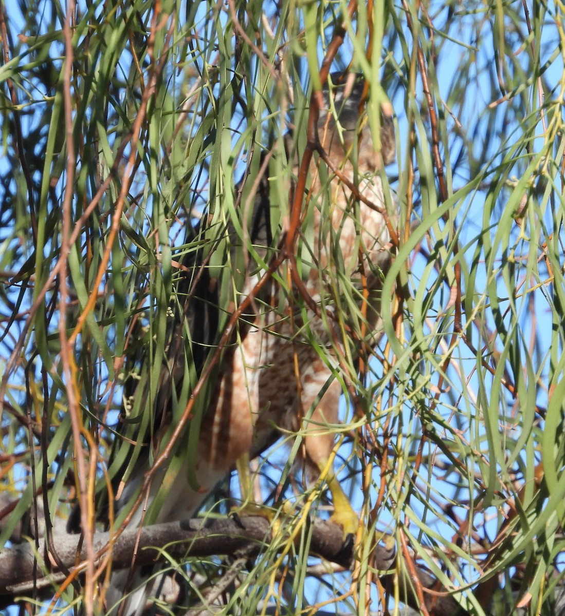 hawk sp. - ML642197432