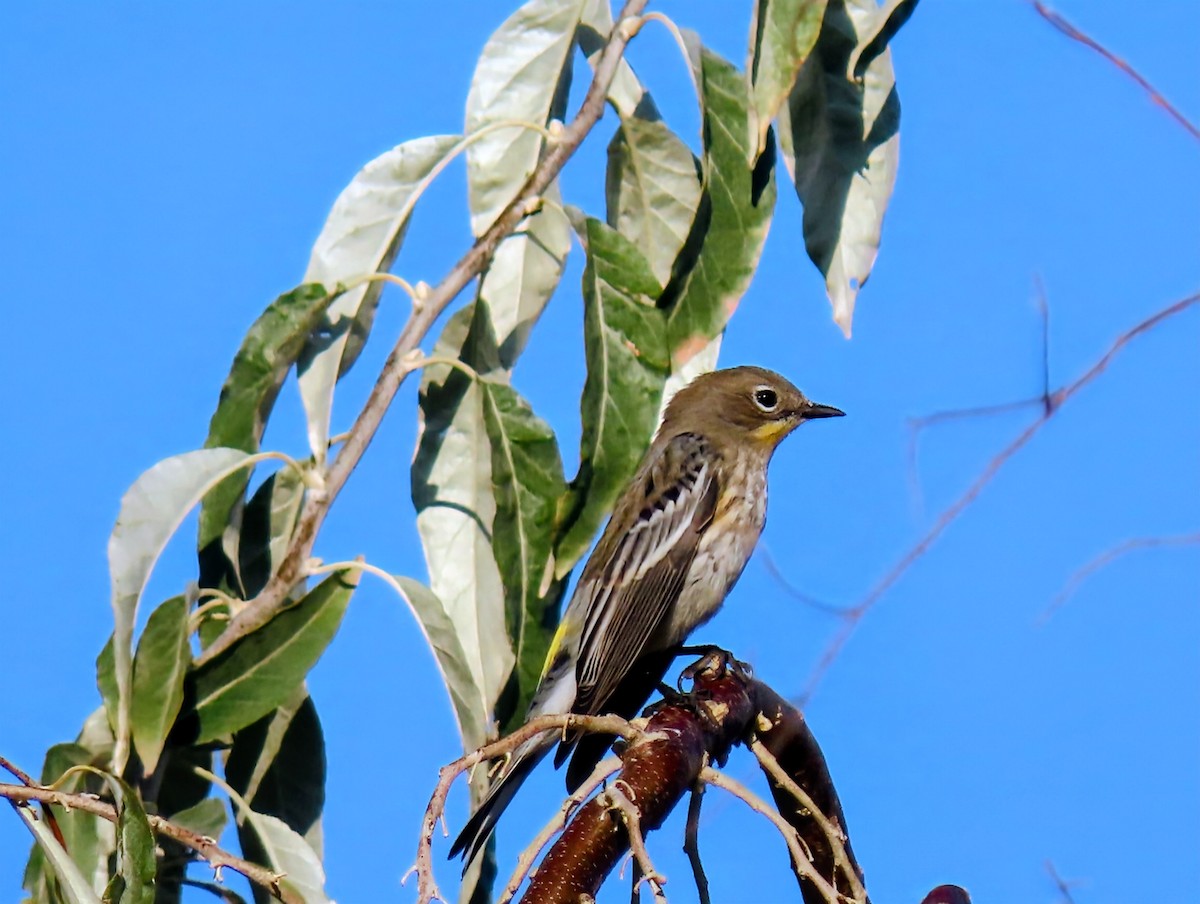 Yellow-rumped Warbler - ML642197433