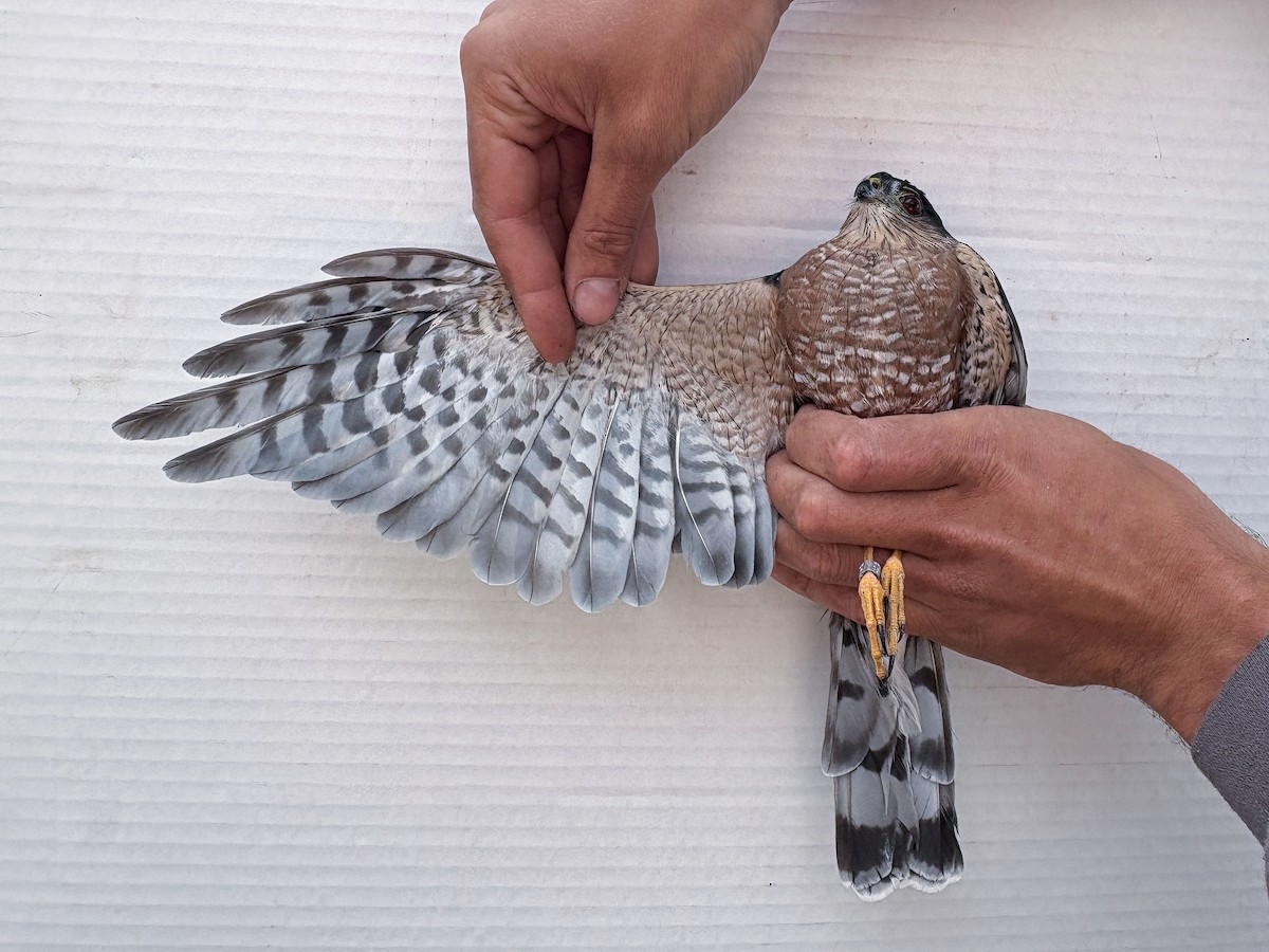 Sharp-shinned Hawk - ML642197441