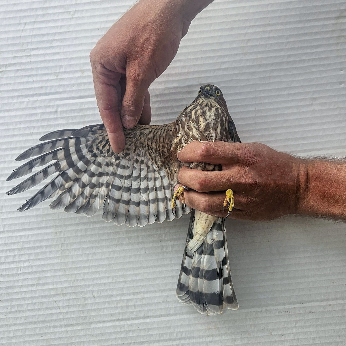 Sharp-shinned Hawk - ML642197442
