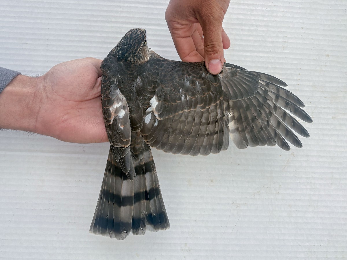 Sharp-shinned Hawk - ML642197444
