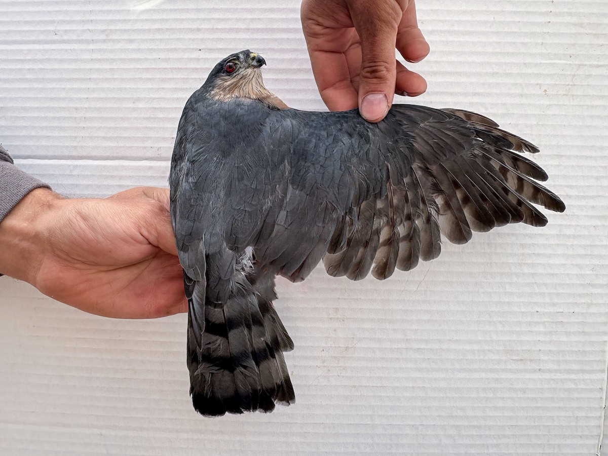Sharp-shinned Hawk - ML642197445