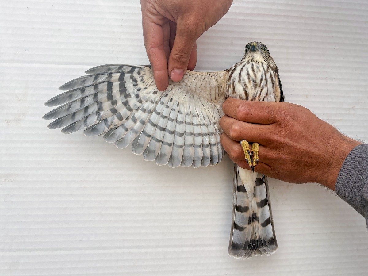 Sharp-shinned Hawk - ML642197446