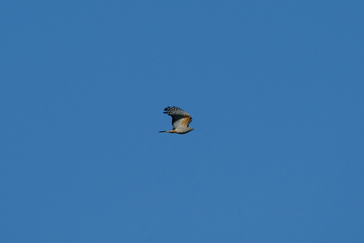 Pacific Baza - ML642197454