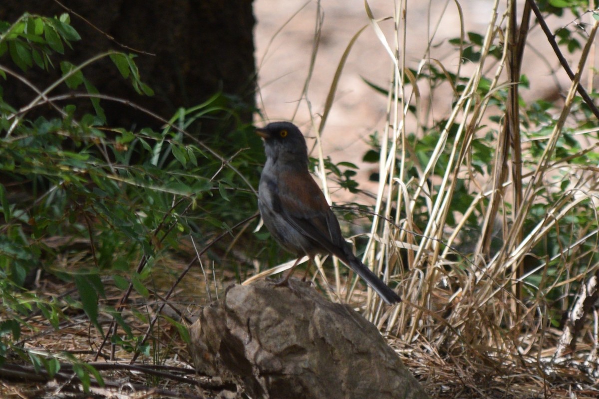 Yellow-eyed Junco - ML642197461