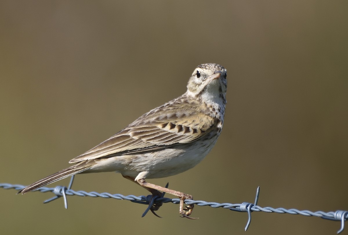Australian Pipit - ML642197479