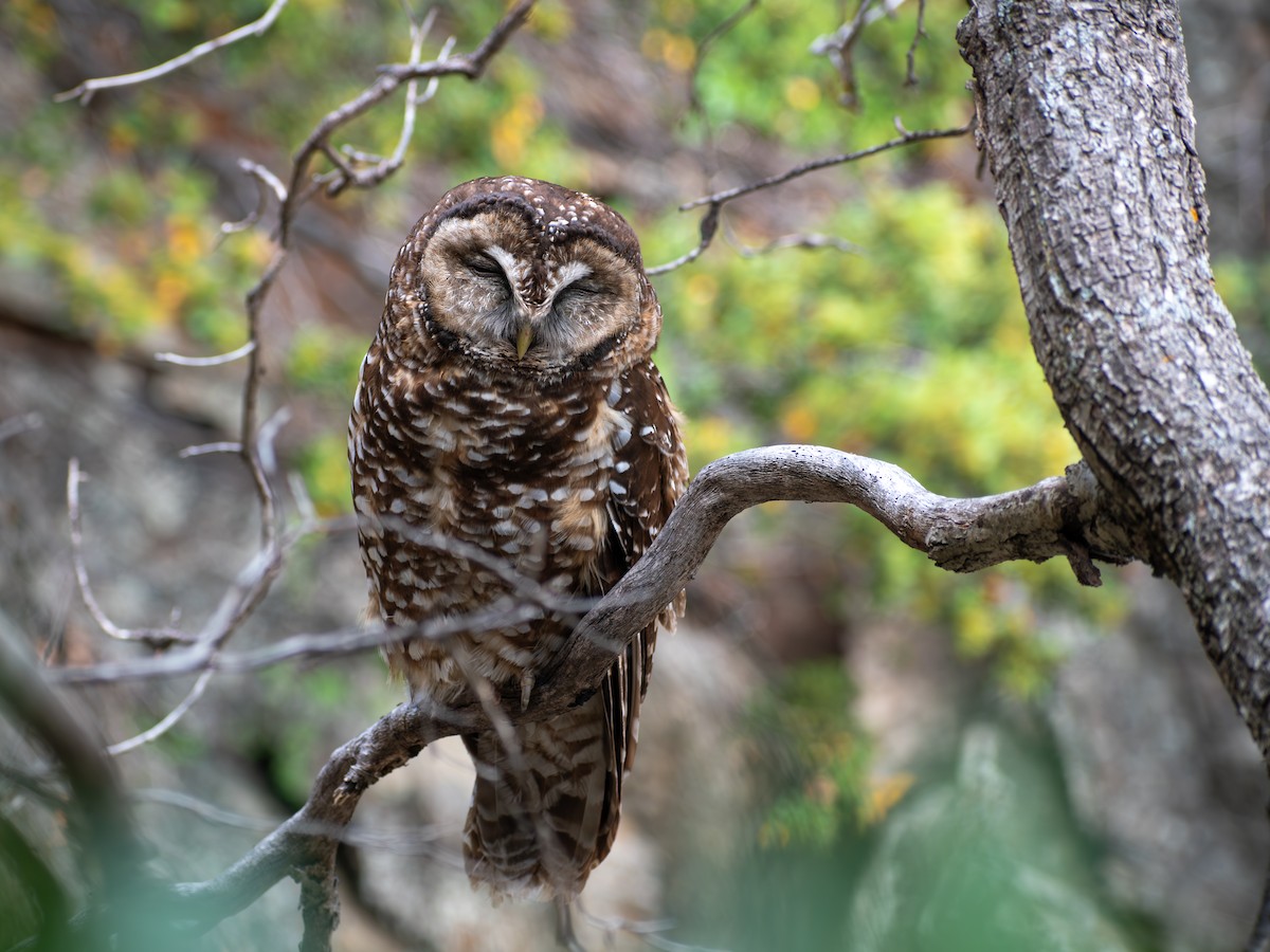 Spotted Owl (Mexican) - ML642197498