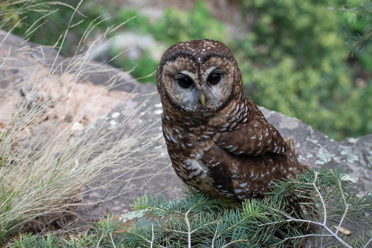 Spotted Owl (Mexican) - ML642197516